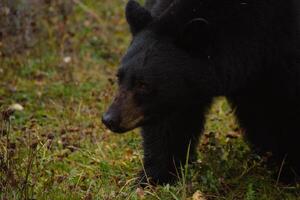 Brown bear eating in the grass photo