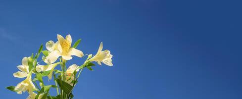 Alstroemeria flowers against the sky. Yellow-blue horizontal background. photo