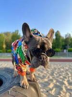 A dog in a stylish outfit on the beach on the beach. photo