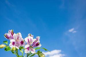 Lilac alstroemeria flowers against a blue sky with white clouds. photo