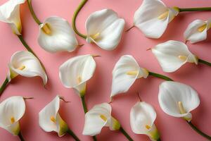 AI generated composition of white calla lilies flowers on pink background top view, beautiful floral template photo