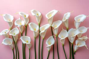 AI generated composition of white calla lilies flowers on pink background top view, beautiful floral template photo