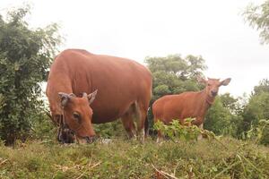 street photography which takes a picture with a cow stylized in front of the camera towards its face photo