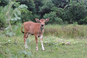 calle fotografía cuales toma un imagen con un vaca estilizado en frente de el cámara hacia sus cara foto