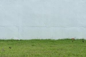 Grass surface is smooth and wide of Manila Grass. with background of white cement wall. photo