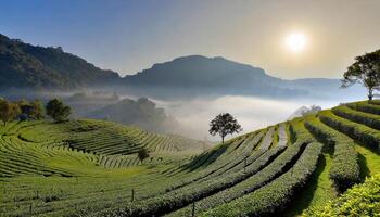 AI generated View of the tea garden in the morning with warm sunlight photo