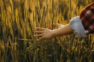 Smart farm. Farmer with tablet in the field. Agriculture, gardening or ecology concept. Harvesting. Agro business. photo