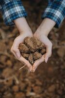 Top view of soil in hands for check the quality of the soil for control soil quality before seed plant. Future agriculture concept. Smart farming, using modern technologies in agriculture photo