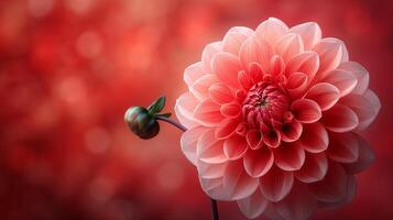 AI generated Close-up of pink dahlia flower photo