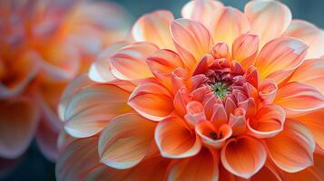 AI generated Close-up of pink dahlia flower photo