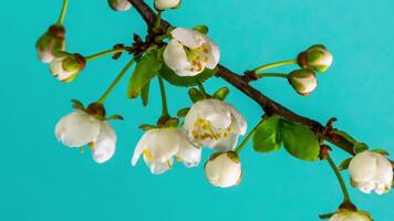 Time-lapse av blomning vår äppelträd blommor. närbild video