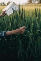 Smart farm. Farmer with tablet in the field. Agriculture, gardening or ecology concept. Harvesting. Agro business. photo