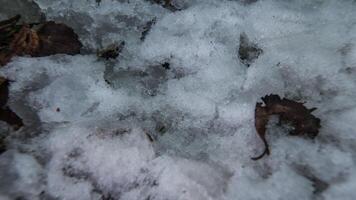 Makro Zeitraffer Schuss von glänzend schmelzen Schnee Partikel drehen in Flüssigkeit Wasser und Enthüllung Grün Gras und Blätter. Veränderung von Jahreszeit von Winter zu Frühling im das Wald. video