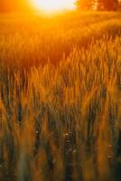 Paddy rice field before harvest with sunrise background. photo