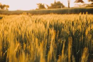 Paddy rice field before harvest with sunrise background. photo