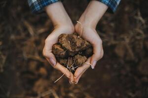 Top view of soil in hands for check the quality of the soil for control soil quality before seed plant. Future agriculture concept. Smart farming, using modern technologies in agriculture photo