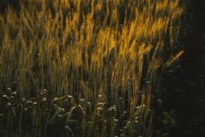 Paddy rice field before harvest with sunrise background. photo