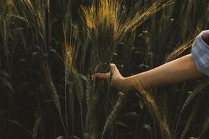 Smart farm. Farmer with tablet in the field. Agriculture, gardening or ecology concept. Harvesting. Agro business. photo