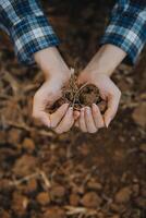 Top view of soil in hands for check the quality of the soil for control soil quality before seed plant. Future agriculture concept. Smart farming, using modern technologies in agriculture photo