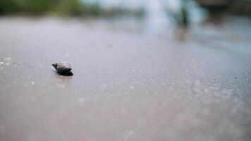 A snail crawls along the shore of the river. Snail on the wavy bank of the sea.. video