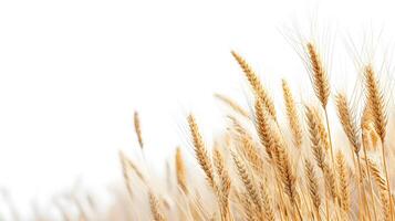 AI generated Golden wheat ears on white background with copy space photo