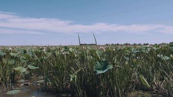 en rosa lotus blomma svajar i de vind. mot de bakgrund av deras grön löv. lotus fält på de sjö i naturlig miljö. video