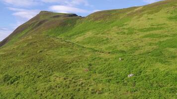 Herrlich Hügel schleppend Bewegung Landschaft video