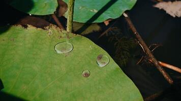 cerca arriba lluvia agua soltar en naturaleza Fresco verde loto hoja , lento movimiento lluvia que cae en a hidrofóbico superficie hoja video