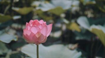 uma Rosa lótus flor balança dentro a vento. contra a fundo do seus verde folhas. lótus campo em a lago dentro natural ambiente. video