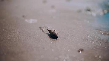 A snail crawls along the shore of the river. Snail on the wavy bank of the sea.. video