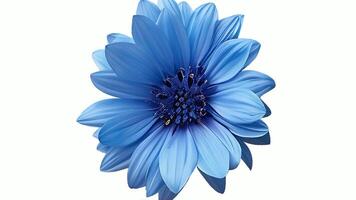 AI generated Medicinal cornflower on a white background video