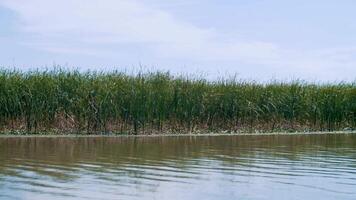 Reeds taken from a passing boat. Bank. River tourism. Journey. Fishing. View of green reeds and birch trees on rover shore. View from nose of boat floating on river. video