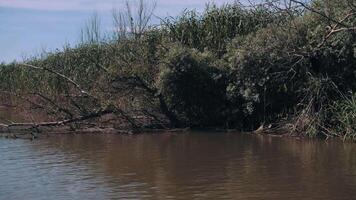 río turismo. viaje. pesca. ver de verde cañas y abedul arboles en vagabundo costa. ver desde nariz de barco flotante en río. banco. video