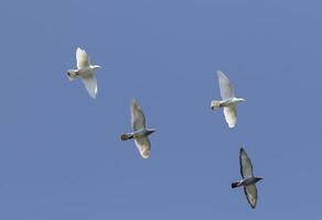 group of speed racing pigeon flying against clear blue sky photo