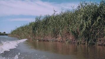 Reeds taken from a passing boat. Bank. River tourism. Journey. Fishing. View of green reeds and birch trees on rover shore. View from nose of boat floating on river. video