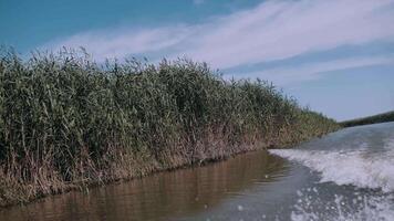 Reeds taken from a passing boat. Bank. River tourism. Journey. Fishing. View of green reeds and birch trees on rover shore. View from nose of boat floating on river. video