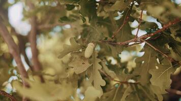 groen eikels Aan boom. eikels fruit Aan eik noot boom. bladeren Woud Bij zomer. eik Afdeling met groen eikels en bladeren. groen blad noot vroeg zomer. park hout boom Bij zomer. video