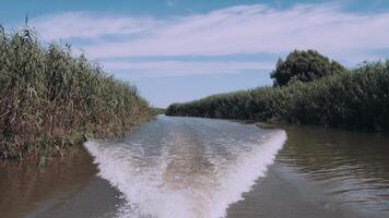 veloce motoscafo vela a fiume. indietro per scia a partire dal potente moto d'acqua. onde a partire dal il motori di un' alta velocità barca verde foreste banche e erboso acqua su lati, chiaro blu cielo con piccolo bianca nuvole video