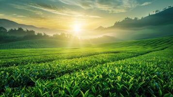 AI generated Serene green tea fields at sunrise, misty mountains in the background. Generative AI photo