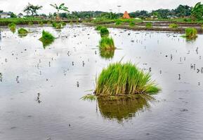 a bunch of rice seedlings in a rice field ready to be planted photo