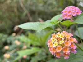 Vibrant Wildflowers Blooming in Nature photo