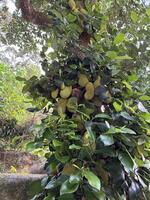 Lush Green Tree Bearing Jackfruits photo