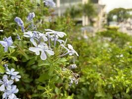 Blooming Flowers in Urban Garden photo