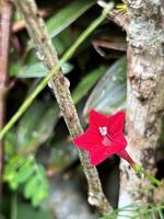 vibrante rojo flor en medio de verde follaje foto