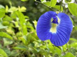 vibrante azul flor en medio de verde follaje foto