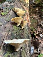 Wild Mushrooms Growing on Tree Bark in Sunlight photo