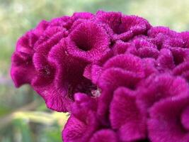 Velvety Pink Celosia Blossom in Closeup photo