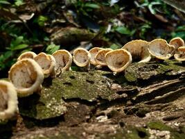 Wild Mushrooms Growing on Tree Bark in Sunlight photo