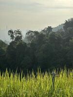 Misty Morning Over Lush Green Landscape photo