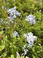 Blooming Flowers in Urban Garden photo